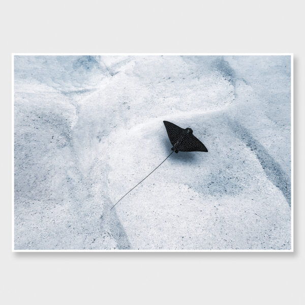 Underwater photo of a Spotted Eagle Ray swimming above the sandy ocean floor in the Avvavaroa Passage, Rarotonga