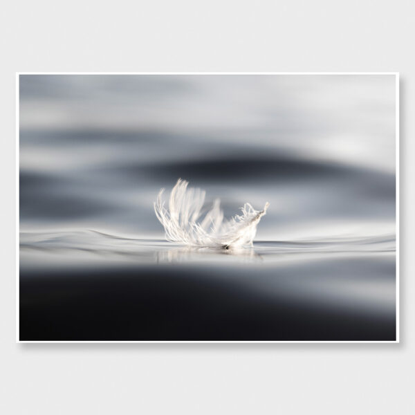 A delicate white feather floats effortlessly on a calm sea, capturing a moment of pure calm.